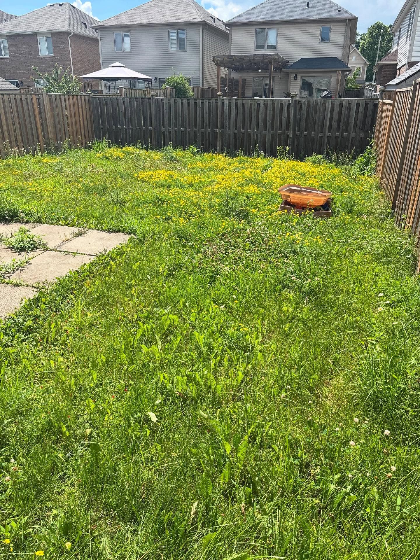 Backyard before lawn care: overgrown weeds and tall grass