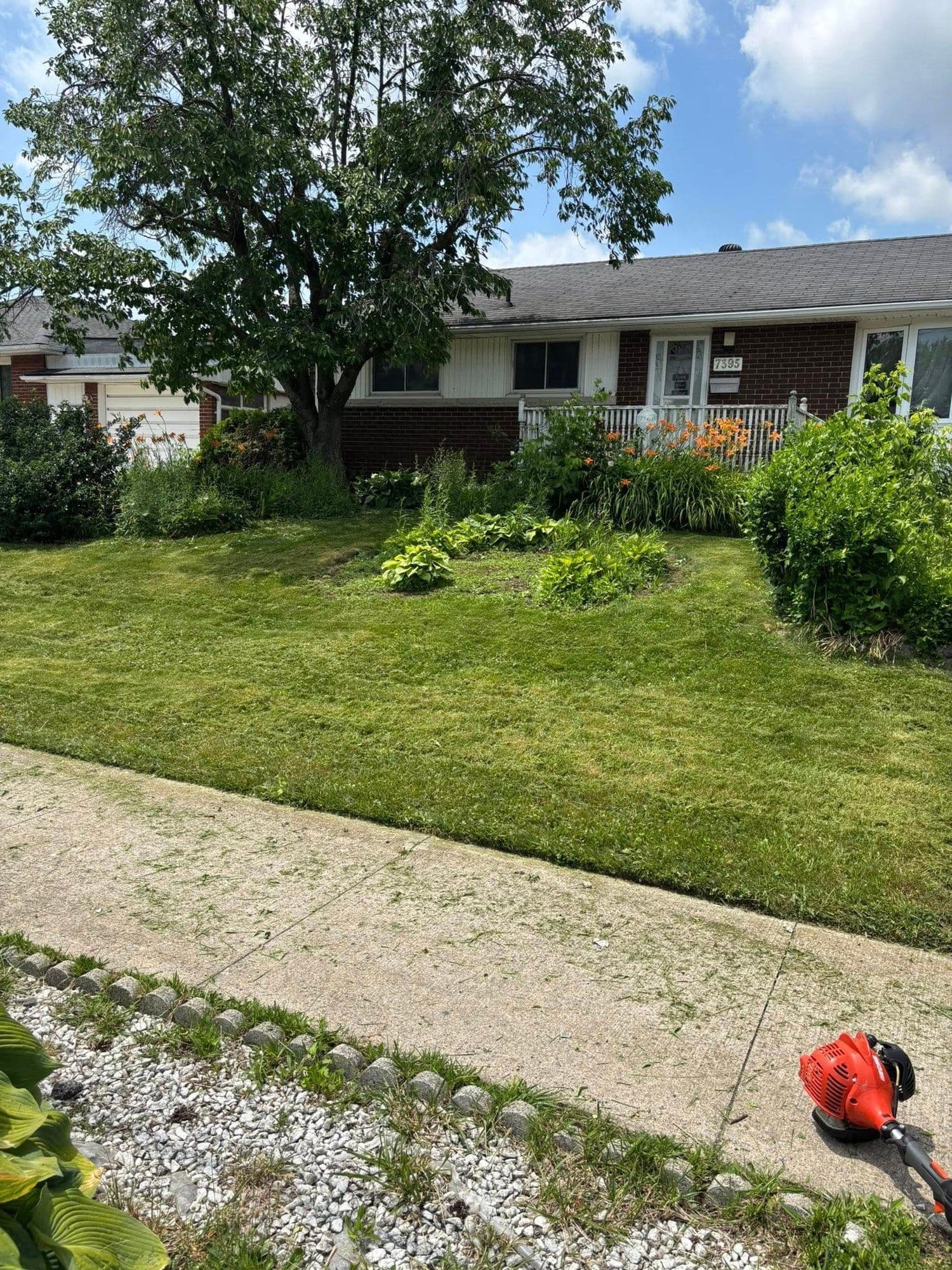 Cut front lawn with planted garden bed